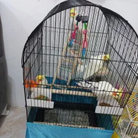 عروس هلندی معاوضه با بوق۱۰۱۱