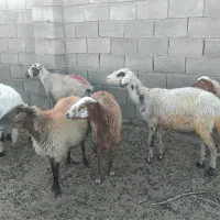 میش جوان ابستن