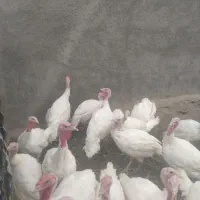بقلمون کم وزن وکم سن