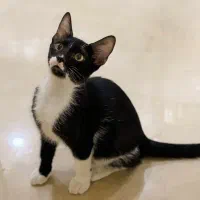 واگذاری توله گربه نر ۴ ماهه