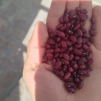 فروش بذر لوبیا لیزر شده قرمز گواهی شده از خمین