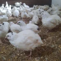 فروش بلدرچین تازه و ارگانیک