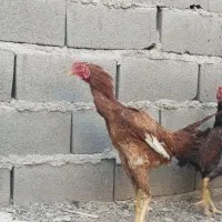 خروس لاری معاوضه