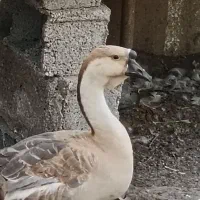 قو غاز خالماگور