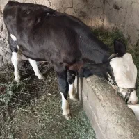 گوساله