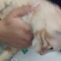 گربه|گربه|نمین, |دیوار
