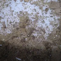 شرکت خدماتی موریانه زدایی سم پاشی انواع حشرات