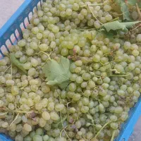 انگور عسگری