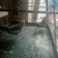 جوجه عروس هلندی