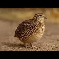 کفتر و بلدرچین