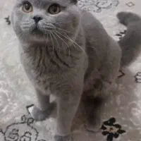 گربه اسکاتیش فولد بلو جفتگیری و فروش