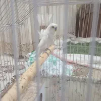 مرغ عشق با جوجه