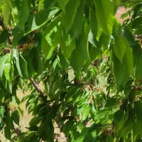 فروش-زمین-باغ-ویلاباغ-با-آب