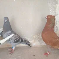 کبوتر پلاکی رنگی