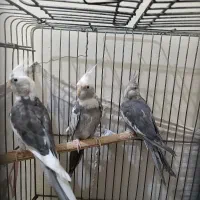 ۳عروس هلندی  نر