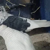 جفت کبوتر نرو ماده