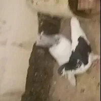 کبوتر‌پرشی‌مفت