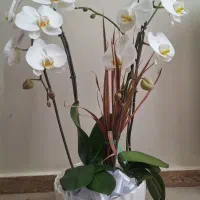 گل ارکیده فالانوپسیس