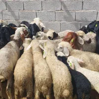 بره نر چاق وسرحال تمیز با بهترین کیفیت