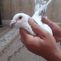 کفتر