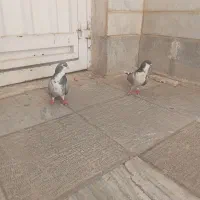 چادری