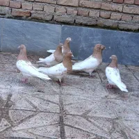 ساری باش
