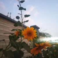 سرایدارباغ ویلا