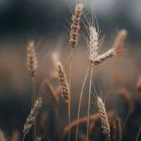 گیاه پزشکی