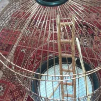 قفس
