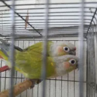 دوجفت گیرنچیک ویک راهب