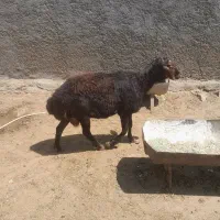 یک راس قوچ
