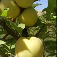 فروش یا معاوضه باغ