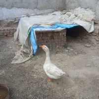 فروش یک جفت قوغاز نروماده