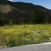 زمین باغی درختکاری شده به مساحت1600 متر باامکانات