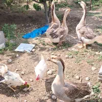 قو غاز اکراینی نرماده ۲نیم