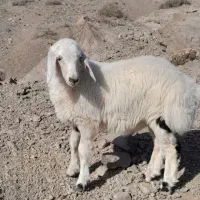 گوسفند زنده