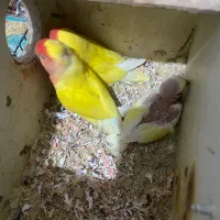 طوطی برزیلی مولد با یدونه جوجه
