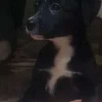 سگگ