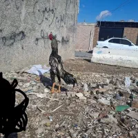 فروش تخم لاری اوشامو