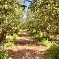 فروش-200-باغچه-سرمایه-گزاری-باغ-زمین-جابان