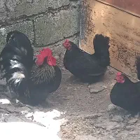 چهار عدد مرغ و خروس چاپنیز جون