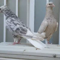 دمسفید درجه یک