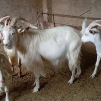 پازن سانن اصل