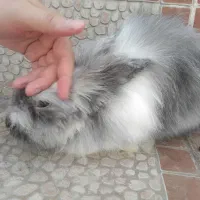2تا خرگوش با قفس