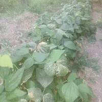 لوبیا سبز