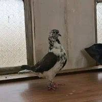 کبوتر پرشی