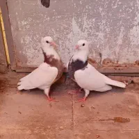 ۱ جفت جوجه طوقی کاکلی مهر کناره خیس و بوم ندیده