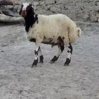 بره همو زیگوت