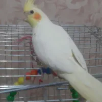 عروس هلندی