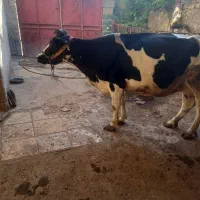 گاو